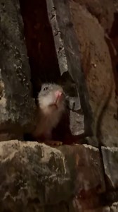 We had an unexpected dinner guest 🤣🐀 | Lessons Learned In Life