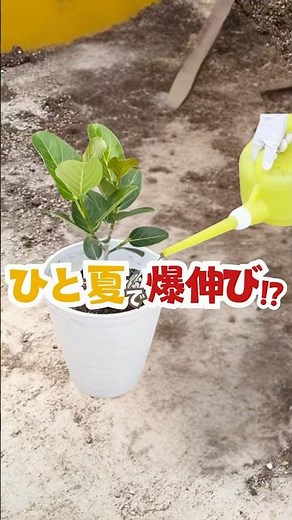 Explosive growth in one summer!? Tips on how to grow a rubber tree