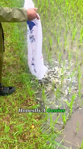 Sustainable Farming: Combining Rice and Fish