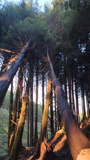 trabajando contra caida #trabajoduro #stihl500i #treefalling #latino #woodworking