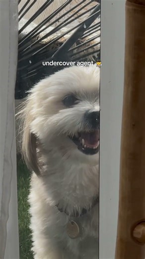 FBI open up 🐾#Shorts #dogsoftiktok #dog #funny #cute