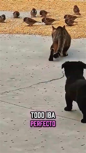 No salió como se esperaba, pero imposible enojarse con él 🐶💛