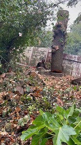 We find out that this stump is leaning on the other side, therefore we put a rope and pull it to the opposite side where it's safe for the stump to fall. | Withcare Tree Fellers CPT