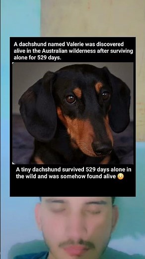 Lost Dachshund Survives 529 Days Alone in the Australian Wilderness 😲