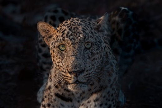 Deadly city dwellers: 4 lethal apex predators lurking in urban streets, from big cats to deadly bears | Discover Wildlife