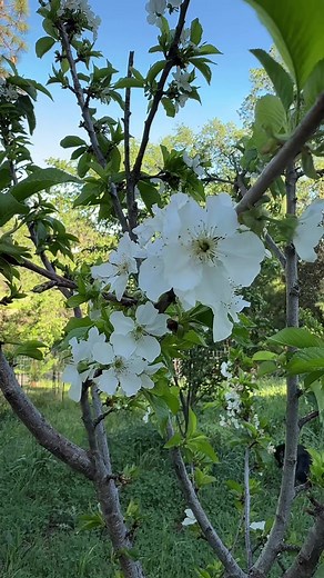 Orchard Update: Peaches, Cherries & More Fruit Trees