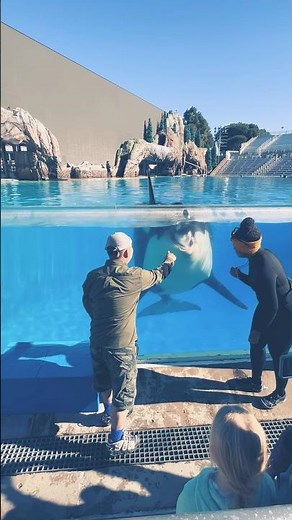 Killer Whale up close tour featuring Corky- SeaWorld San Diego #orca #killerwhale #orcaencounter