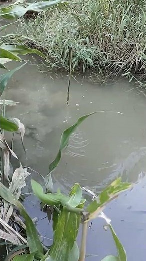 Village Life River Fishing Traditional Skills and Relaxing Moments