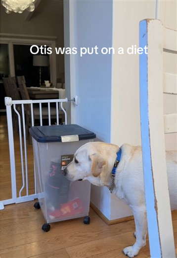 The best part is my dad obligies but only gives him 3 pieces. And so Otis does it again and again and again.