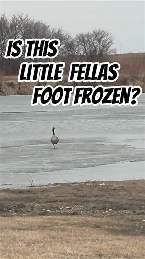 Frozen Goose