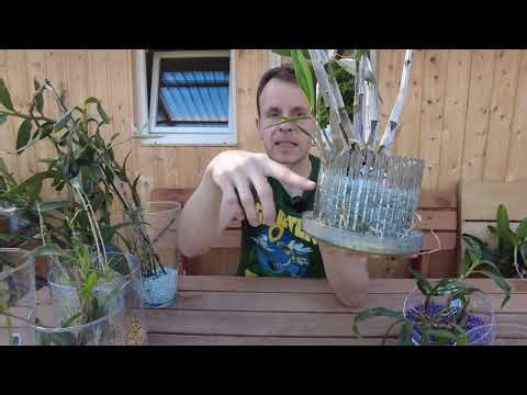 Dendrobium in a glass with Colomi: new discoveries and tips