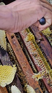 The best honey bee. | Phary BeeKeeper