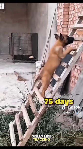 Police K-9 Training and Activities Explained