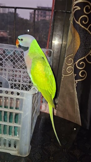 🌿🦜Colorful Birds in the Wild | Nature's Beautiful Symphony 🎶🌳🐦 Beautiful Birds in Nature