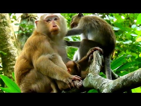 Supportive Sibling Grooms Mom While She Nurses The Newborn