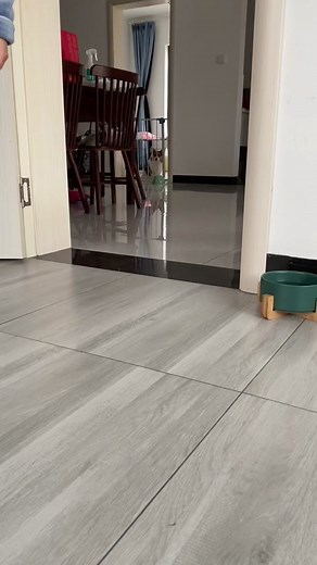 Adorable Corgi Puppy Compilation | Cute Corgis of TikTok Videos