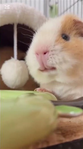 These guinea pigs are too adorable 😂 #shorts #cute #animals