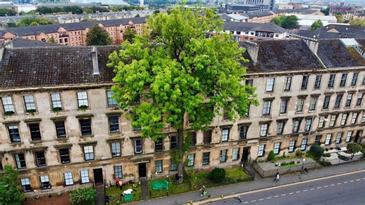 Glasgow ash competing to be Europe's tree of the year