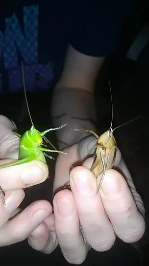 10-21-20 #grasshoper bugs | grasshopper