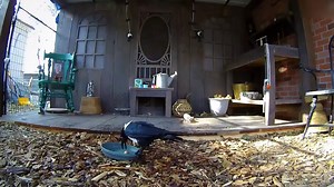 Testing The World_s Smartest Crow