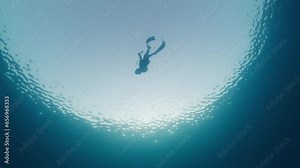 Duck dive freediving. Woman freediver does duck dive and freedives in the sea