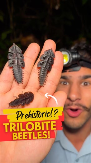 Nick Volpe on Instagram: "TRILOBITE BEETLES!!! 😍🌿 Some of the coolest bugs in Asia’s rainforests are these female Lycid Beetles, that look like they’re from prehistoric ages! 😱🦕 The females retain their larval form as adults and feed on decaying matter all day and night in the leaf litter of the forest! 🍂 I get goosebumps every time I see them! 😁 . . . #beetles #bugs #nature #fyp #wildlife #instagram #insects #wild #rainforest #malaysia #animals #r