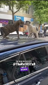 The Cat Talking Smack Smacks! Deja_Vu Files Pt 1 😂 Subscribe for Even More Hilarious Content! #Voiceover #voiceovers #viralvideos #viralpost #trendingmemes #foryou #foryoupage #edgymemes #edgymemesdaily #funnymemes #funnyvideos #wholesomememes #funnyclips #funniestmemes #funnyvideosdaily #hoodmemes #memesdaily #pixar #disney #discoverychannel #bbc #amazonpets #chewy #petco #chewychattypets #rxckstxr | Rxckstxr