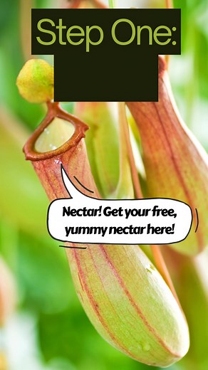 Mad Science on Reels