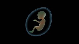 3d Baby Womb Medical Research Anatomy Stock Footage Video (100% Royalty-free) 1109568095 | Shutterstock