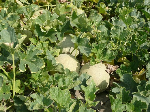 ¿Cada Cuánto Y Cómo Regar Mis Melones?