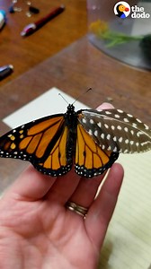 346K views · 10K reactions | When a butterfly showed up with a broken wing, this woman glued a wing-sized feather on him and taught his how to fly again 曆 | The Dodo | Facebook