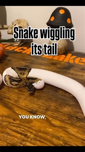 Wesley Jessen on Instagram: "New videos coming in January. #ballpython #reptile #snake #idaho #reptilekeeper"