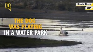 The dog, which appeared to be an Australian Shepherd, was playing in the water when the crocodile struck, snatching it whole. | The Quint