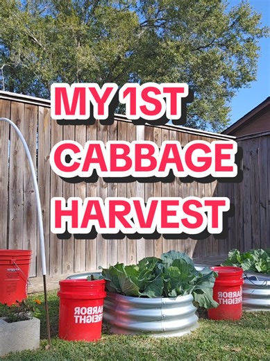 I was gonna wait until next week to pull it,but I want some cabbage soup tonight. #blackgardenersoftiktok #gardentok #growyourownfood #backyardtotable