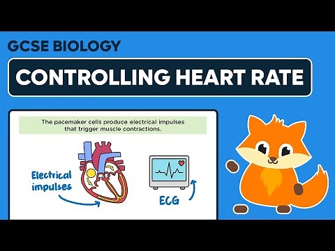 Controlling Heart Rate - GCSE Biology