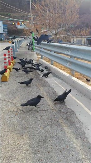 Feeding the crows on January 12, 2026