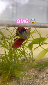 the breeding process of betta fish #bettafish #shotrs