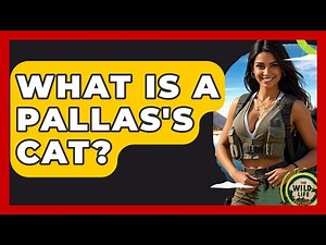 What Is A Pallas's Cat? - The Wild Life Explorer