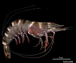 NISAW 2016 – Tiger Prawn (Penaeus monodon) “Lions in the Gulf and Tigers in the Bay” | Panhandle Outdoors