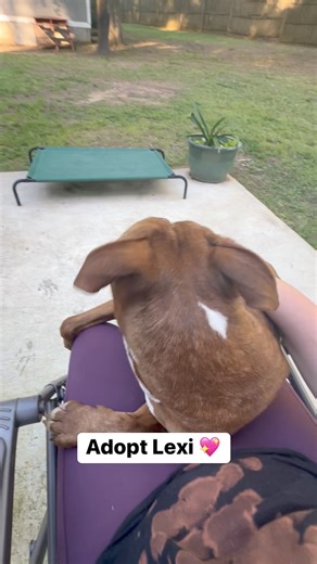 Lexi is such a fun girl, full of personality! We know we are so close to finding her forever family!! Lexi is about 3, heartworm negative, 50 lbs, House Trained, and dog friendly. She catches treats like a pro and can sit and shake. She has a tendency to chase cats so we think a home without them would be best. We have seen Lexi around kids multiple times and she did wonderful with all of them! She has 2 different colored eyes 🩵🤎 Message us to meet gorgeous Lexi! Located in Macon, GA | All Abo