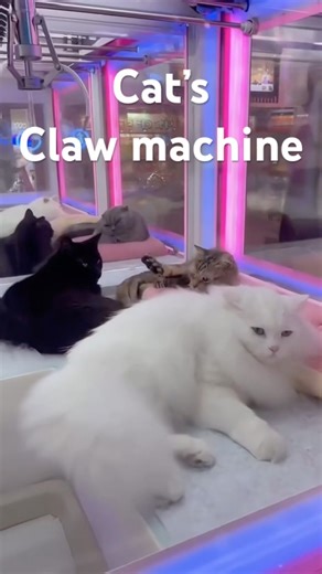 Real Cat Becomes the Prize! 🐱🎯 Adorable Kitty Inside a Real-Life Claw Machine 😹💞