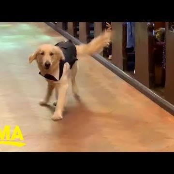 This golden retriever made adorable entrance as ring bearer at his owner's wedding