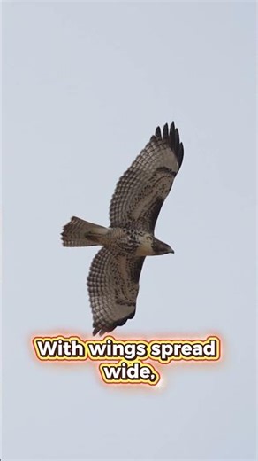 Hawks: Masters of the Sky