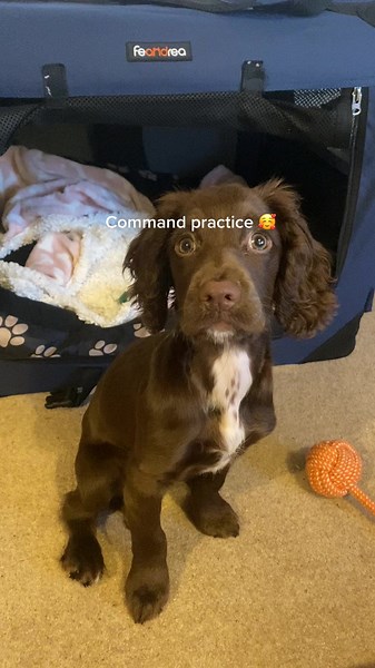 Martha's Command Practice Journey: Sprocker Puppy Training