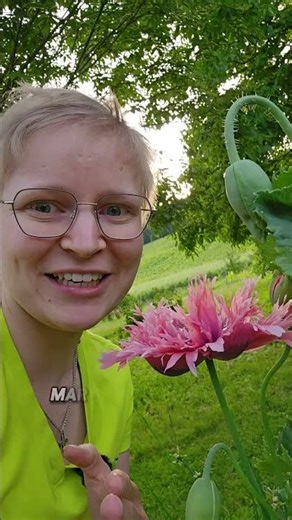 Gefüllter rosa Mohn 🌺 Blütenhighlight für deinen Garten