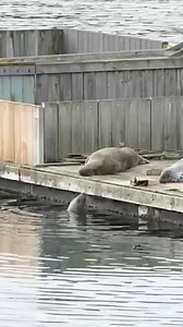 The plucky sea mammal was caught on camera desperately trying to clamber up beside three of its pals. But despite strenuous efforts, it just couldn’t quite make it - slipping back into the water time and time again. #seal #news #cute | Cheshire Live