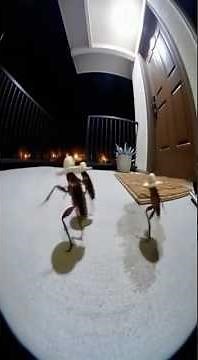 Mexican Cockroaches Dancing in Sombreros! 💃🪳😂#mexico #viralshorts #dance