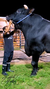 4.2M views · 46K reactions | A Holstein bull with epic proportions #bull #cattle #cow #holstein #farming | Biggest Bulls Photography | Facebook