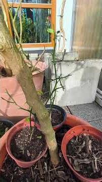 Hardy Tamarillo ( Solanum corymbiflora ) März 2026