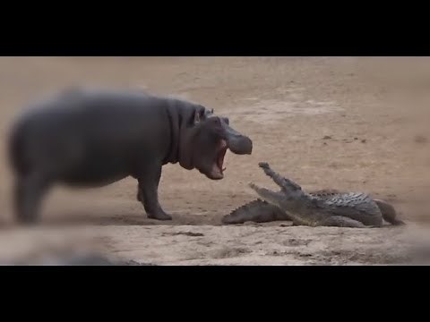 Crocodile vs Hippo, hippo attacks and kills Crocodile